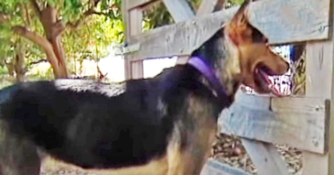 Il cane fugge di casa ogni giorno: Quando la padrona scopre dove va scoppia in lacrime