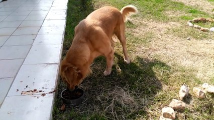 Köpeğimiz Pati Çok Acıkmış