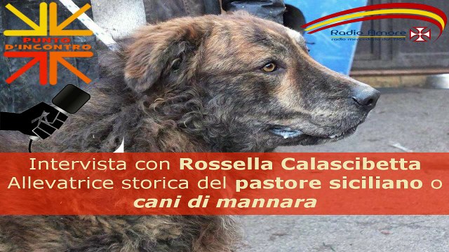 Il cane pastore siciliano detto cani di mannara