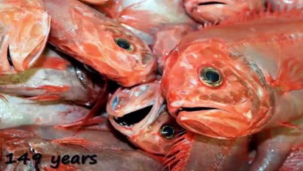 Lambi umar wale Janwar (Live animals who live there will get tired) by Wild Life