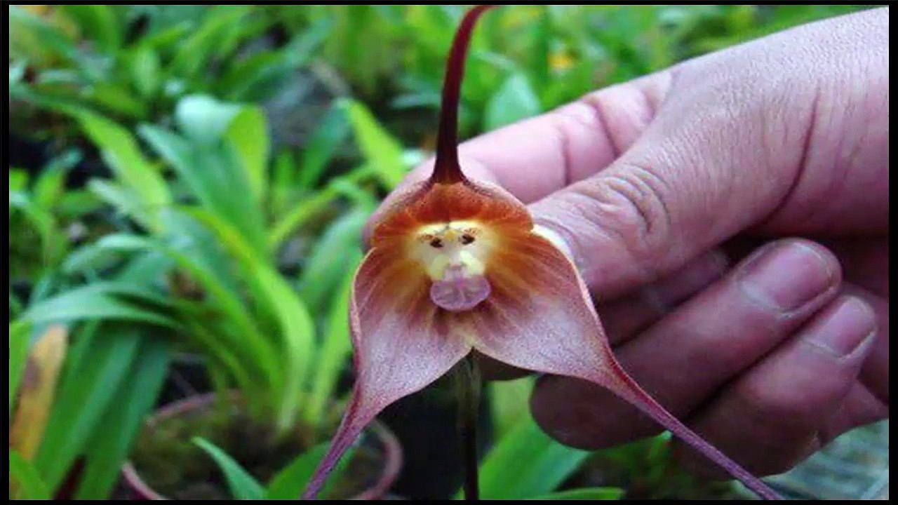 नारीलता फूल (Narilatha Flower) by Wild Life