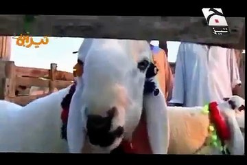 Big Bakra Eid Funny Clip 1 Tezabi Totay Eid Ul Adha 2016 Full HD