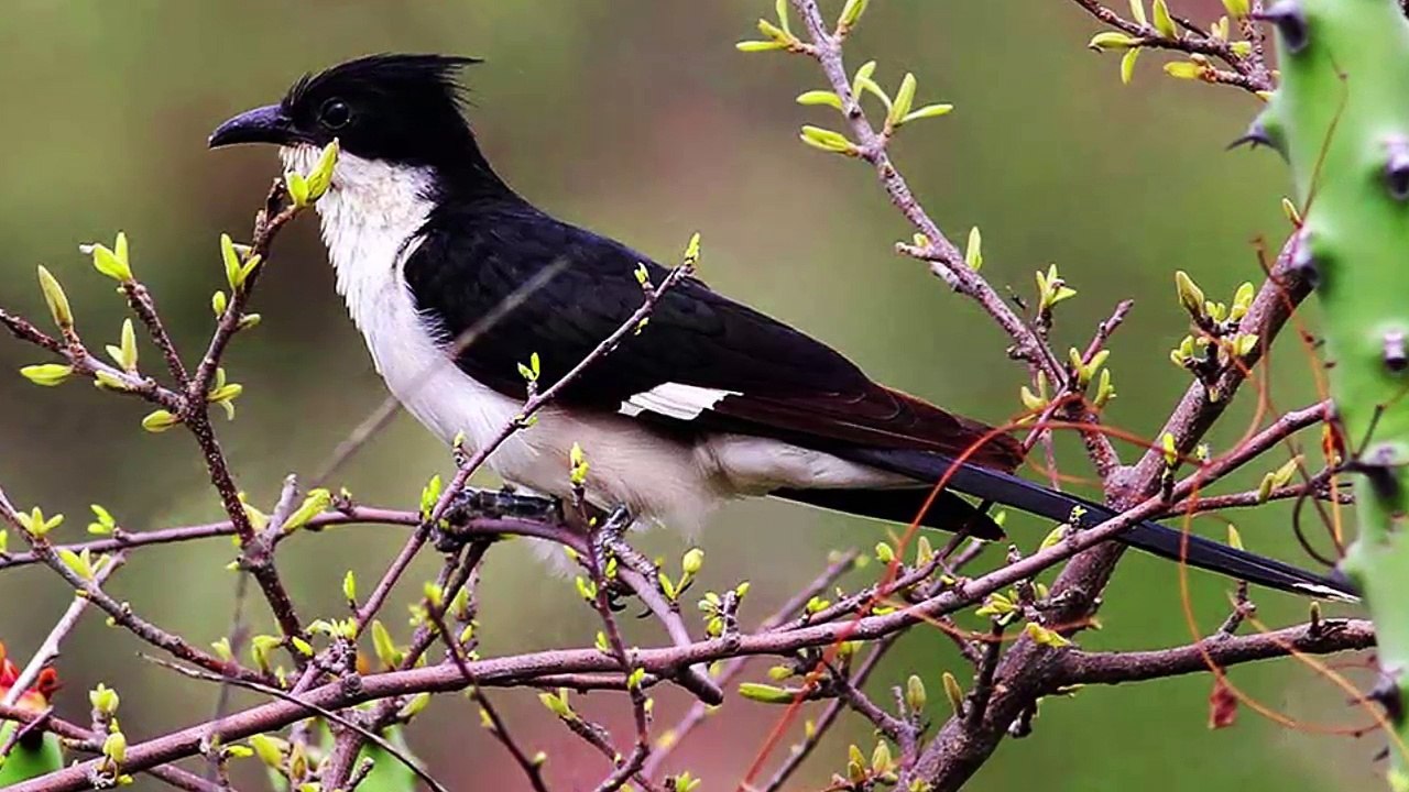 झील के पानी से नहीं, इसकी प्यास तो बुझती है बारिश की पहली बूंदों से by Wild Life