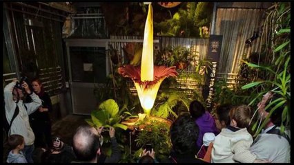 दुनिया के 7 अनोखे फूल जो आपको हैरान कर देंगे by Wild Life