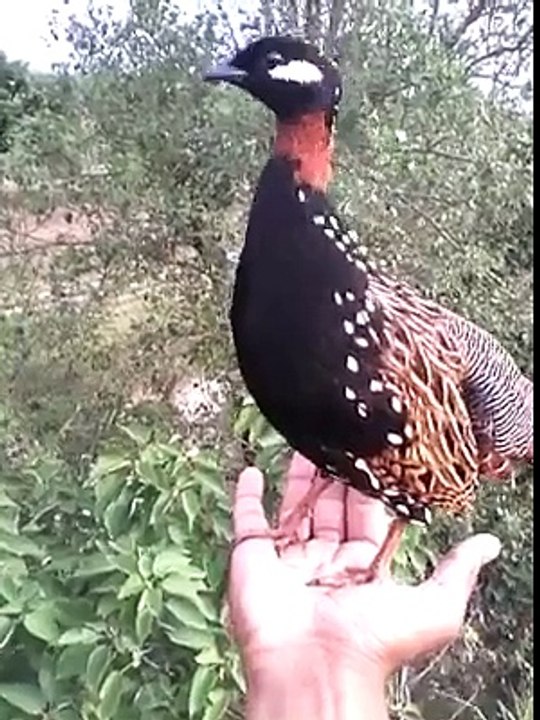 Birds