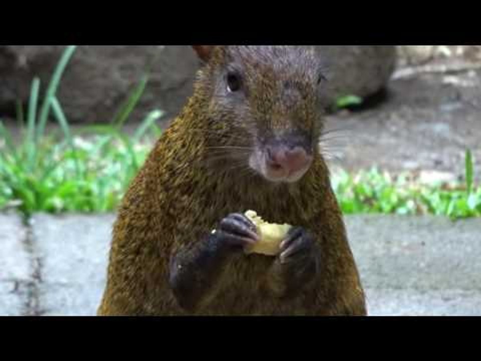 Cute Agouti Munches on Some Banana