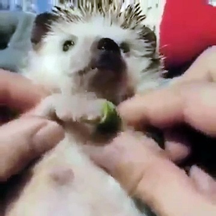 The cutest hedgehog exercise ever!