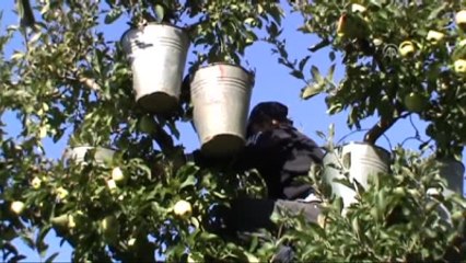 Isparta Elması Dalında Satılıyor