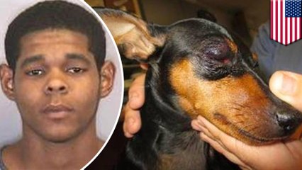 아들이 개똥 집어먹는 장면을 보고서, 개 폭행한 아버지, 체포