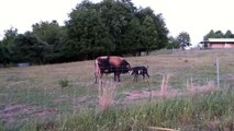 Bull vs Goat some Fun in farm.(Head Butt)