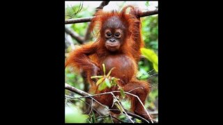 Cute Wild Animals in the world Top 10 ❤ Cuteness overload ❤