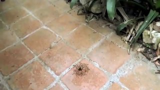 Ants convert to Islam and Die