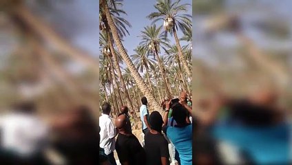 لحظة انتهاء بتة بيع صابة التمور في هنشير ستيل بمنطقة جمنة بقيمة مليون و700 ألف دينار