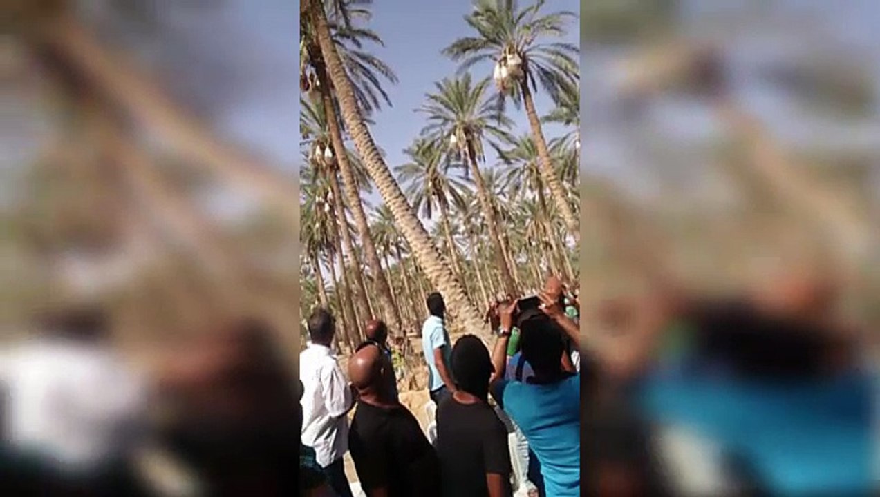 لحظة انتهاء بتة بيع صابة التمور في هنشير ستيل ب...