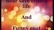 Bear saves crow and funny goat,funny videos,funny animals ,lol, funny clips, comedy movies,