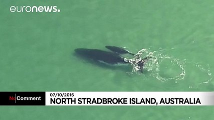 Baby humpback nudges mother to safety