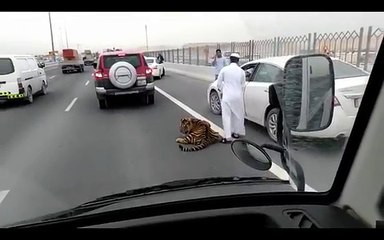 Tiger Gets Loose On A Doha Freeway In Qatar!
