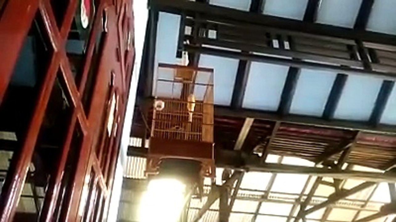 Singing Bird- Cannary Bird Singing Very Good