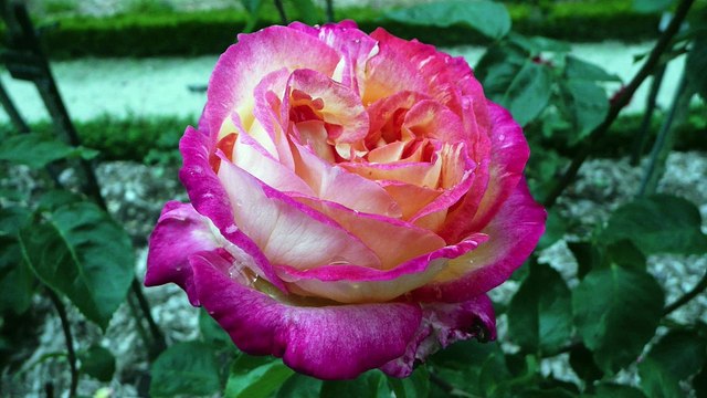 fleurs et roses du Thabor