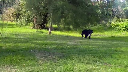 106ème vidéo  McFly de STAFFORDLAND