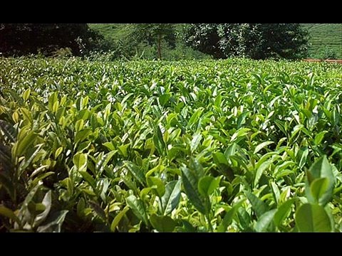 İsmail Türüt - Rize Güzel Memleket