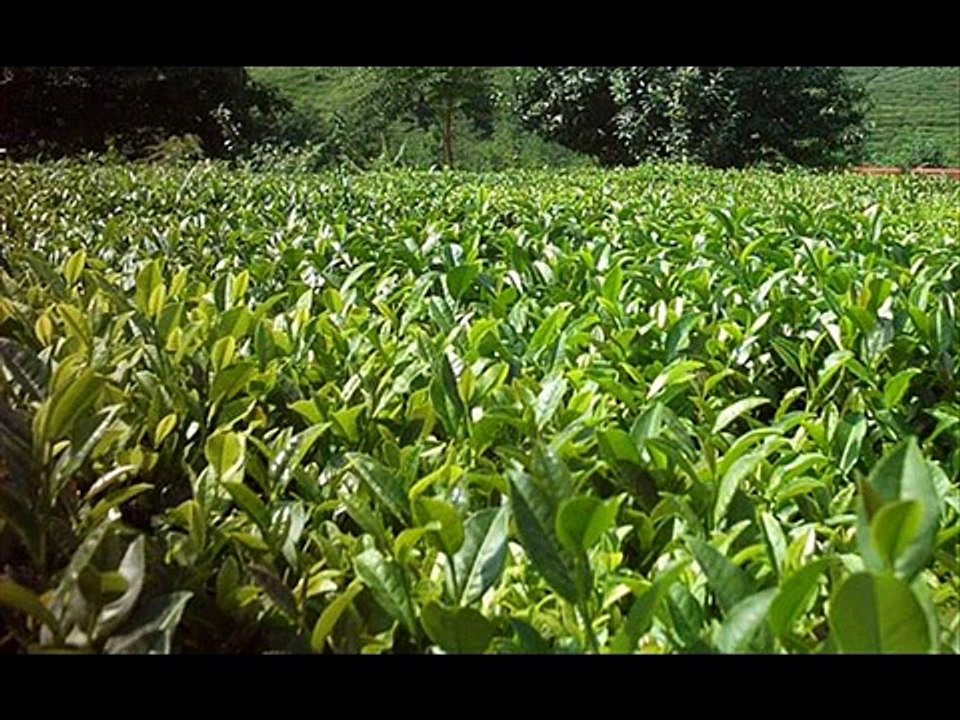 İsmail Türüt - Rize Güzel Memleket