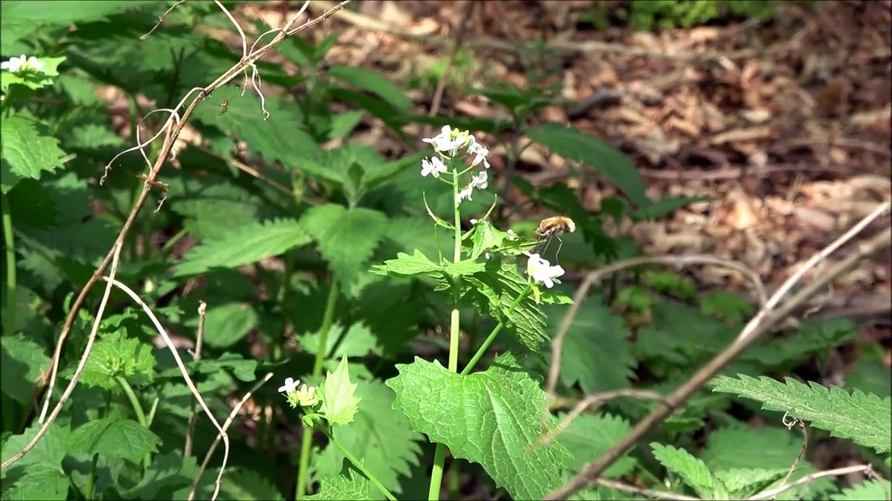 [wissen] große wollschweber (bombylius major) - parasiten - fliege - zweiflügler - insekten - tiere