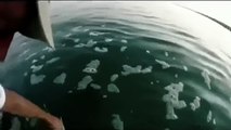 Balık avında köpek balığı saldırısı