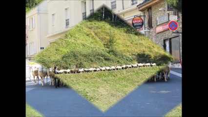 Transhumance