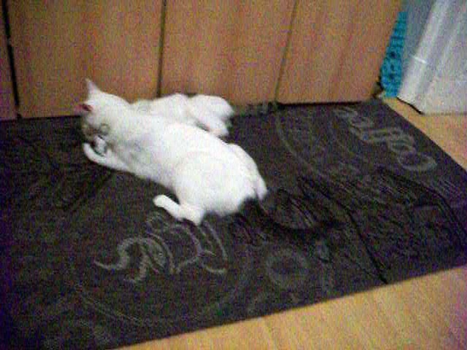 Harvey und Vinzent am 04.10.2016