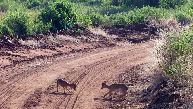 Quand 2 bambis essaient de se battre.. Trop chou