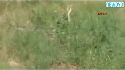 Çanakkale'de yılanların dansı