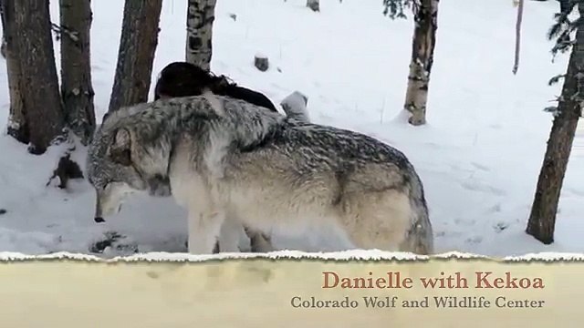 This is what happened to this girl who goes near a giant wolf.