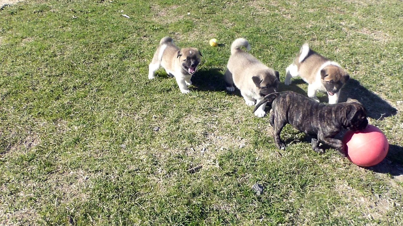 akita americain du sixième sens 6 semaines