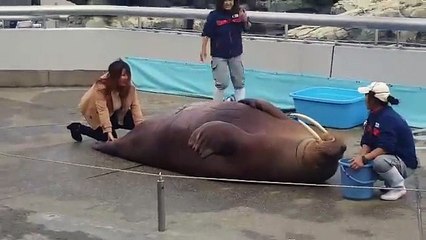 Walrus works out