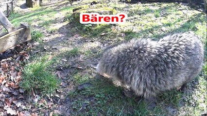 Download Video: [Wissen] Marderhund - Enok (Raccoon dog) - Neozoen - Allesfresser - Tiere - Natur - Säugetier