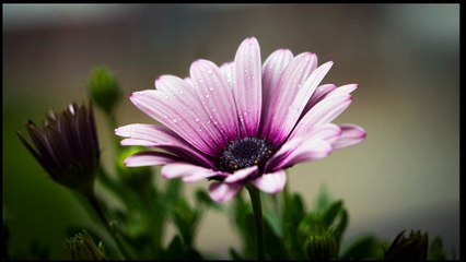 1679 comedy circus kapil sharma best performance