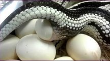 فيديو رائع عن تكاثر الأفاعي - تزاوج - وضع البيض - تفريخ