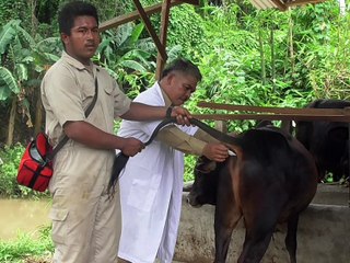 MEDAN - PEMERIKSAAN HEWAN QURBAN - PART 1