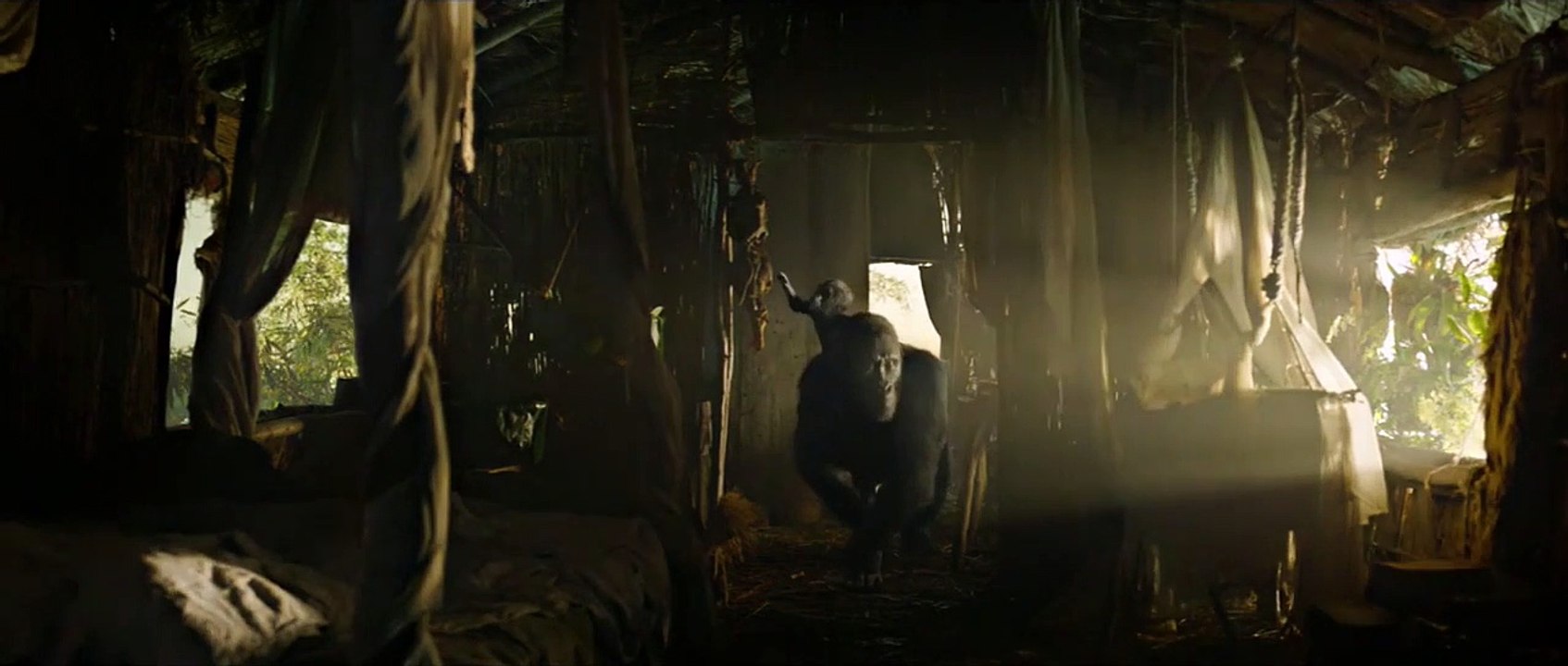 gorilla