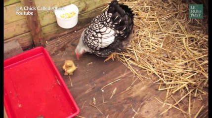 Cette poule si attentive élève un...petit caneton