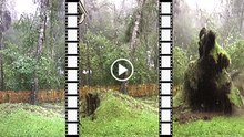 Ο Τυφώνας Matthew, Ξεριζώνει Τεράστιο Δέντρο