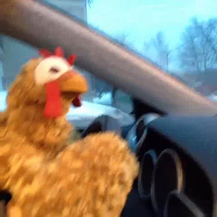 Chicken is driving a car