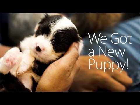 Adorable Puppy Enjoys Bath Time