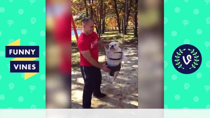 Try Not To Laugh or Grin Challenge |  Funny Vines 2016 | Dailymotion video