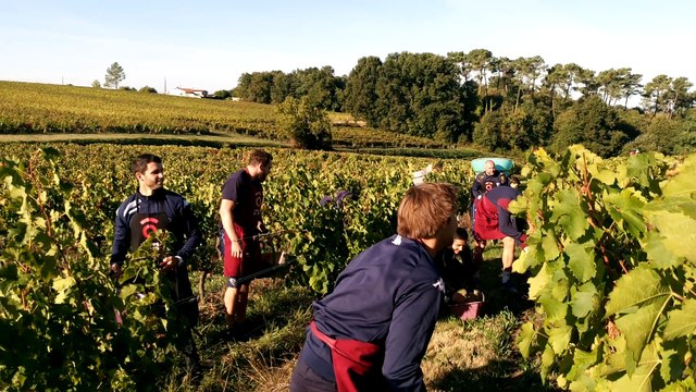 Vendanges 2016 UBB Côtes de Bourg 2/3