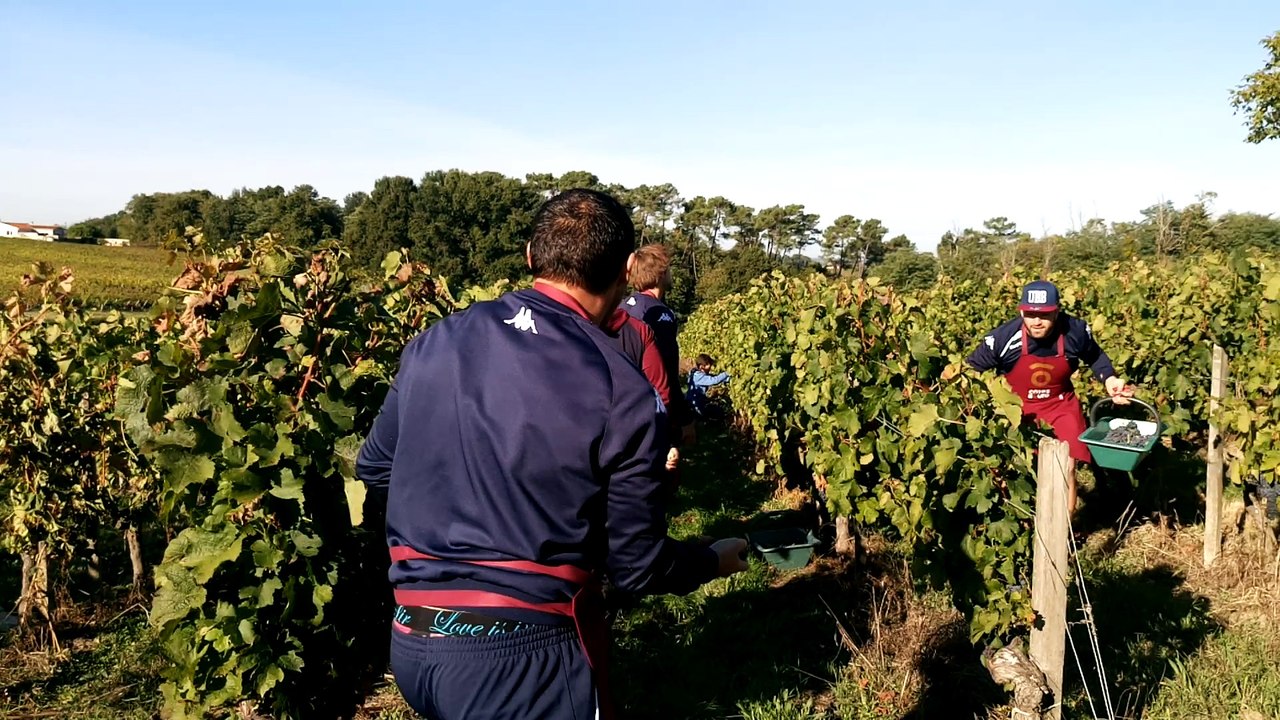 Vendanges 2016 UBB Côtes de Bourg 3/3