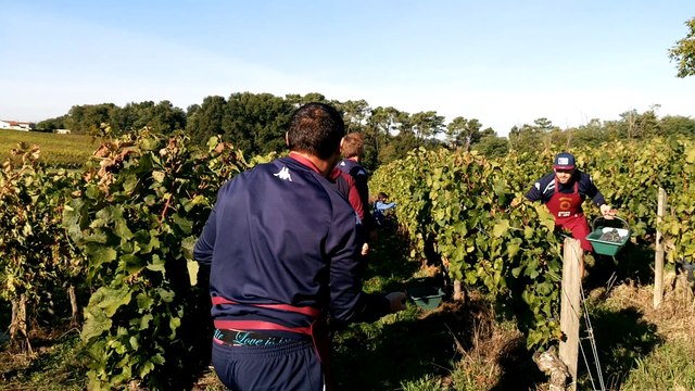 Vendanges 2016 UBB Côtes de Bourg 3/3