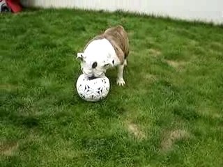 Sybelle - Bulldog anglais 2