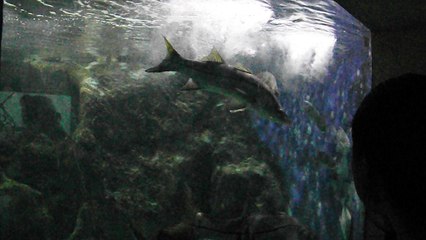 aquario de paranagua6